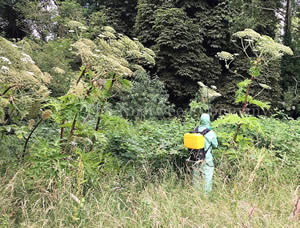 Spraying herbicide on Giant Hogweed